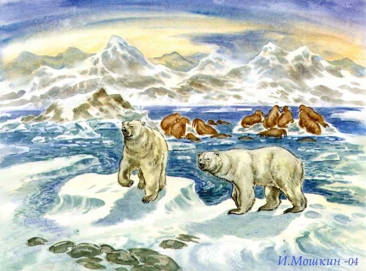 Арктика рисунок