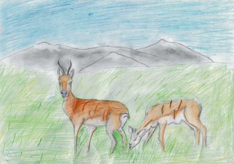 Стилизация дзеренов