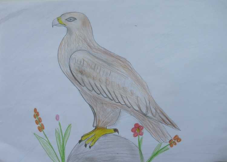 Нарисовать степного орла