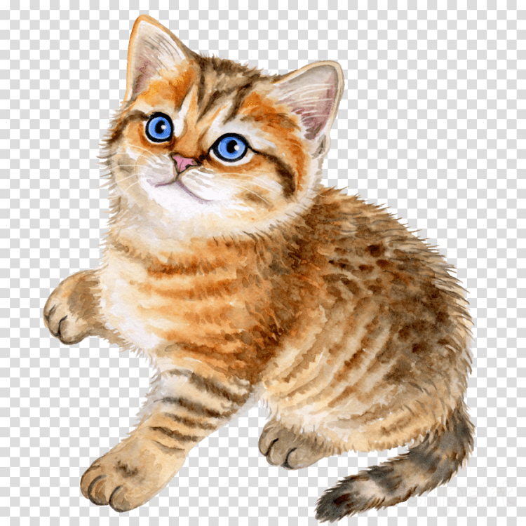 Котенок на прозрачном фоне