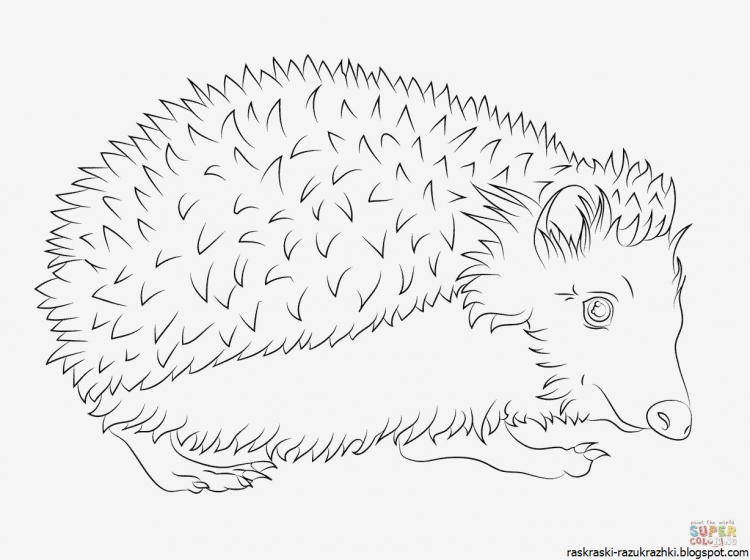 Ёжик рисунок для детей
