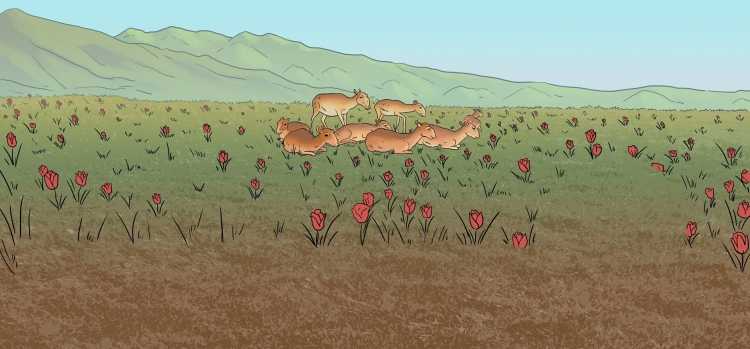 Степь Калмыцкая сайгаки