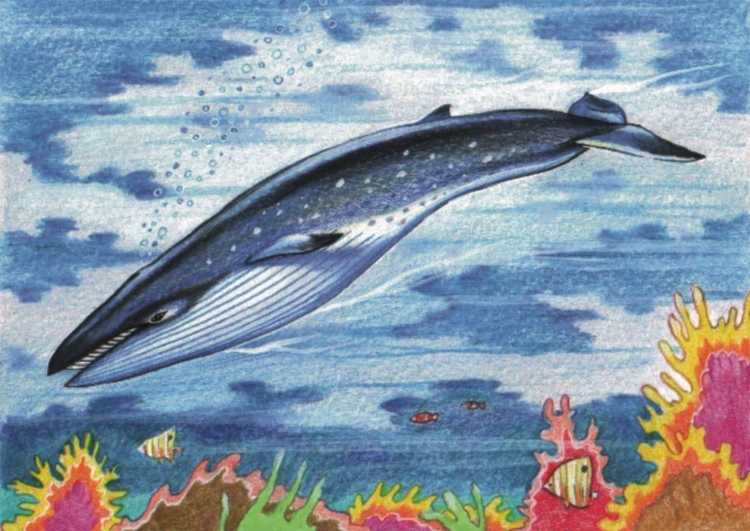 Кит в море рисунок