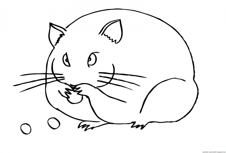 Хомяк раскраска для детей