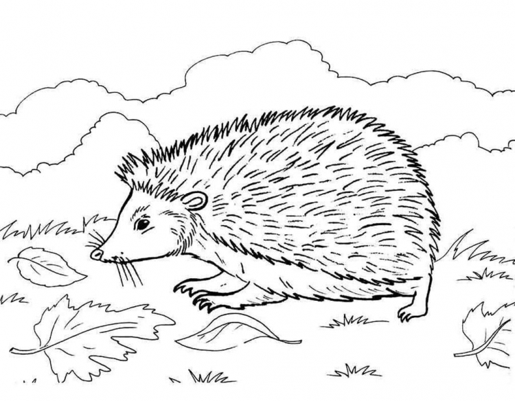Ёжик раскраска для детей