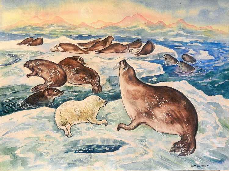 Нерпа живопись для детей