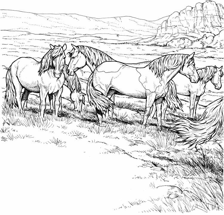 Табун лошадей раскраска
