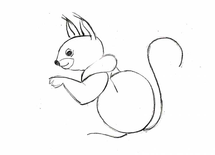 Рисунок белки карандашом