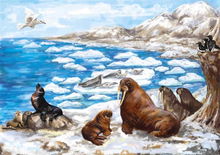 Антарктида для детей