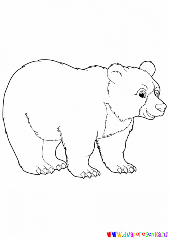 Рисунок медведя для срисовки