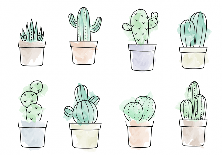 Кактус для срисовки