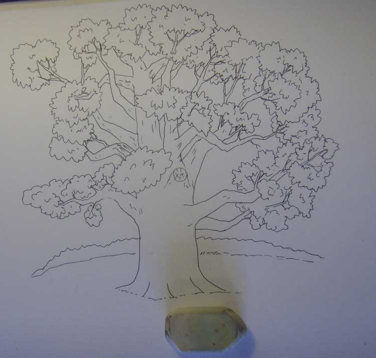 Дуб зеленый арт