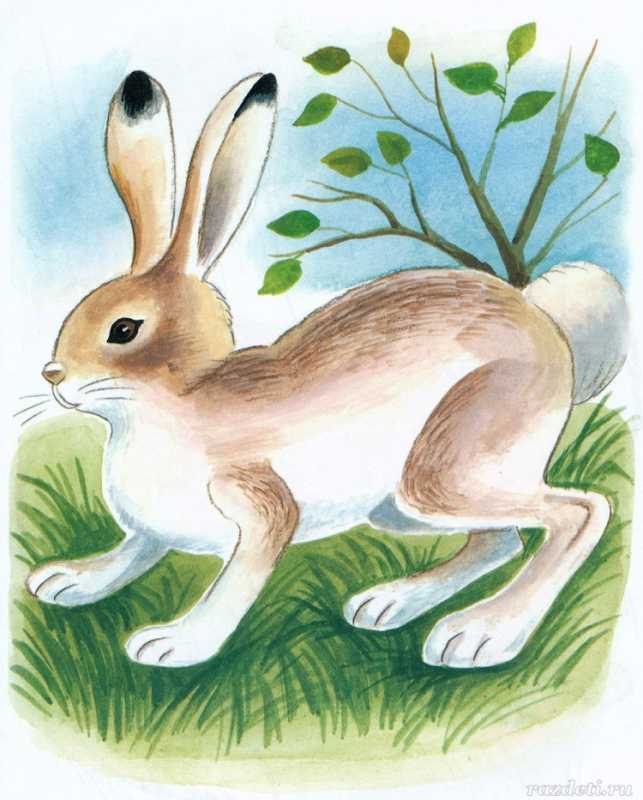 Заяц из сказки