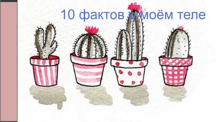 Кактус рисунок для срисовки