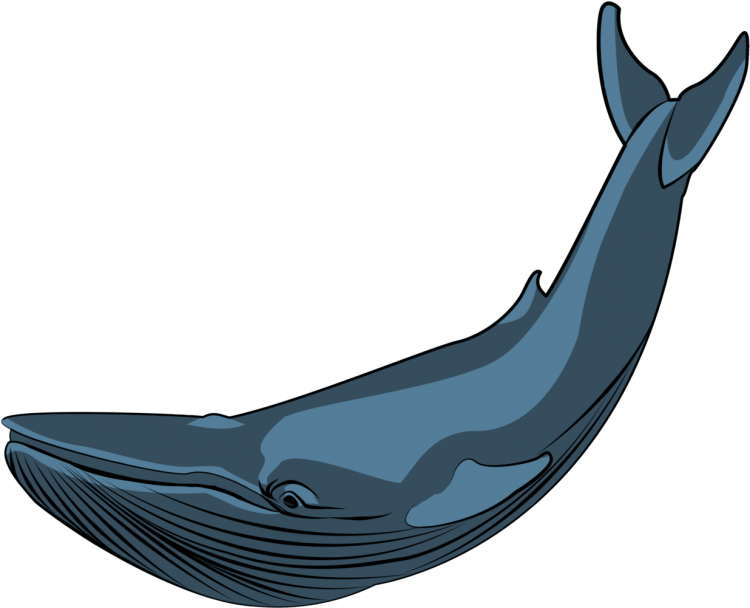 Кит рисунок