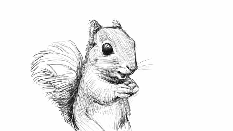Рисунки животных карандашом