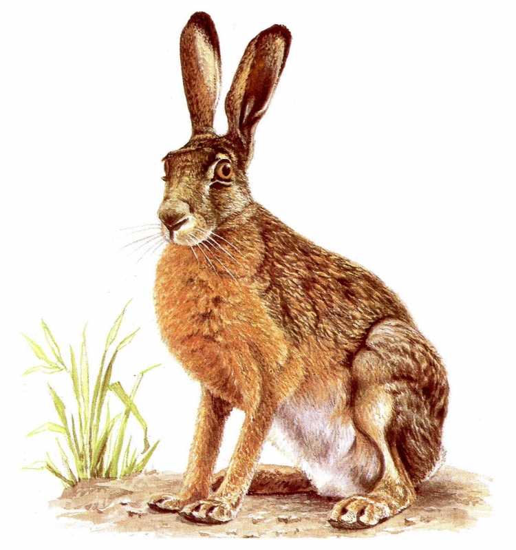 Рисунки для срисовки зайчики