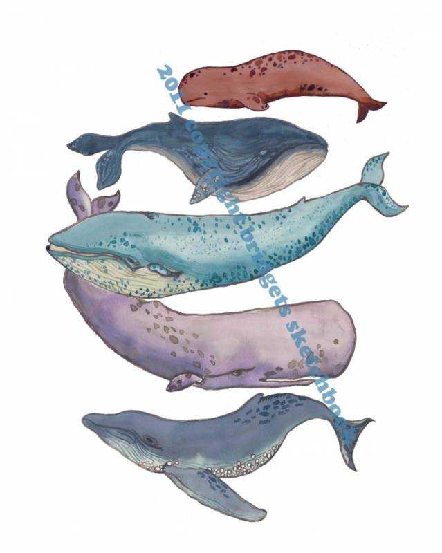 Кит рисунок