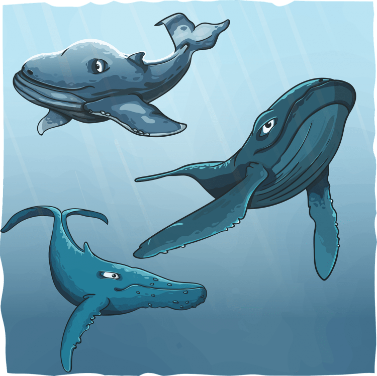 Морской кит