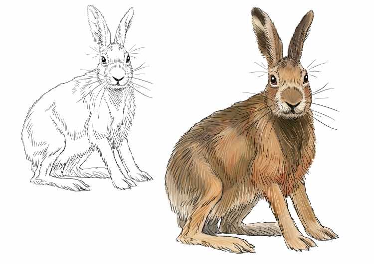 Зайца в Красном цвете