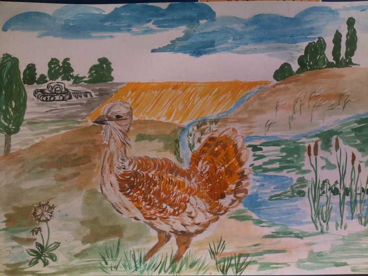 Рисунок Дрофы детский