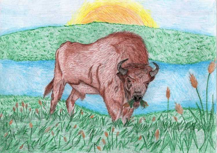 Бык цветными карандашами