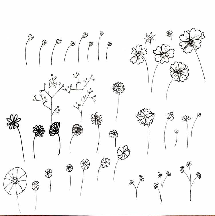 Зарисовки мелких растений