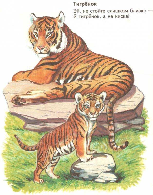 Раскраска тигр мультяшный