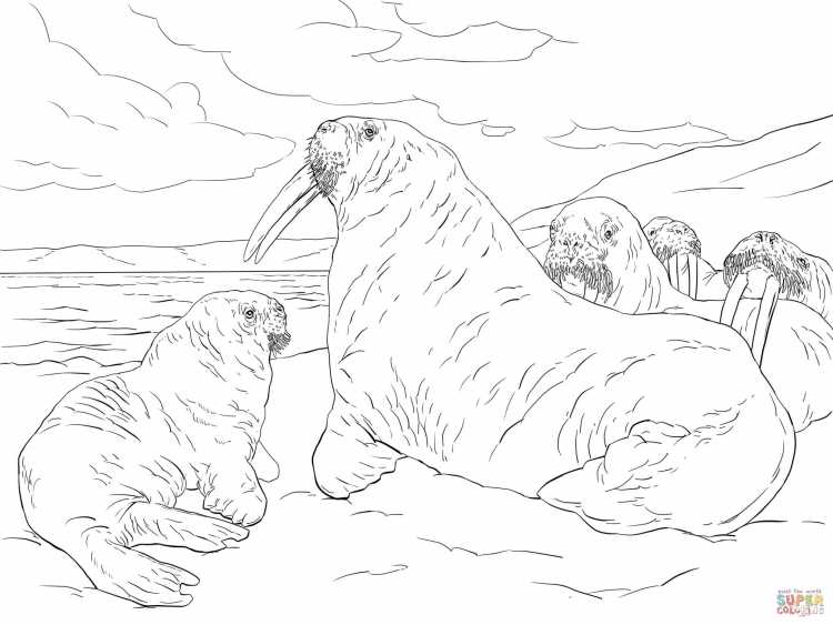 Раскраски животных Арктики