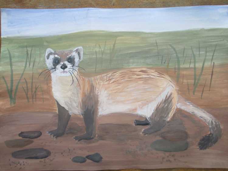 Рисунки краснокнижных животных России