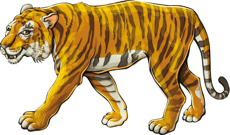 Тигр рисунок