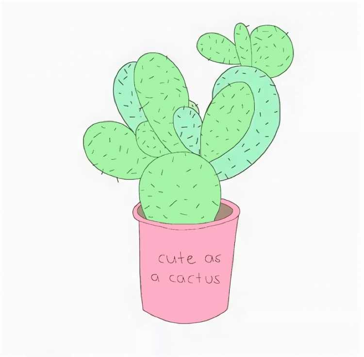 Милые кактусы для срисовки