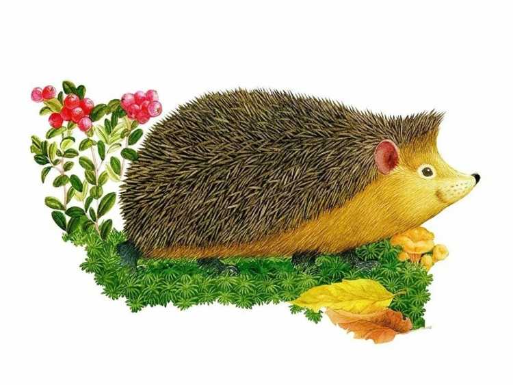 Еж рисунок