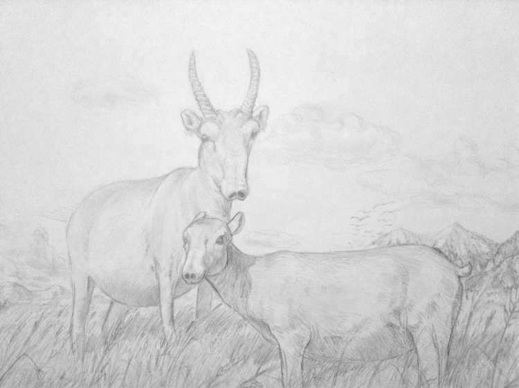 Сайгак рисунок карандашом