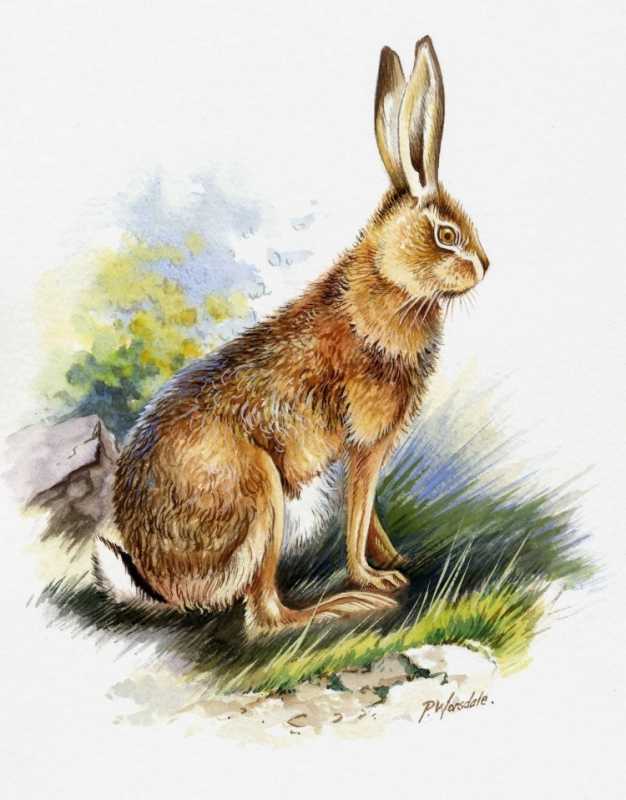 Мультяшные кролики