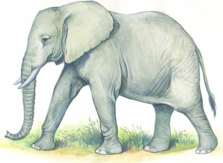 Слоненок сбоку