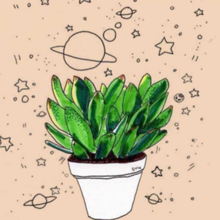 Растения для срисовки