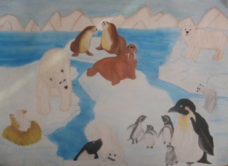 Рисование животных Арктики