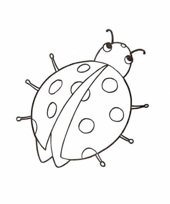 Насекомые раскраска для детей