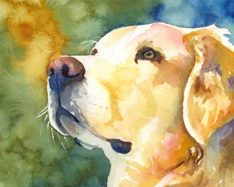 Собака акварелью для начинающих