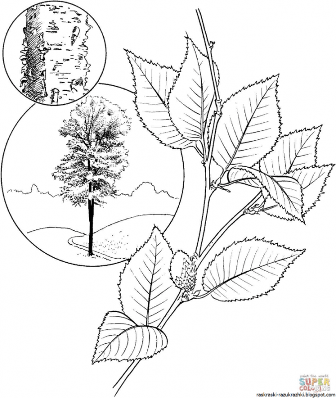 Зимняя береза раскраска
