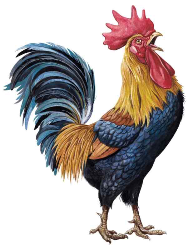 Красивый петух