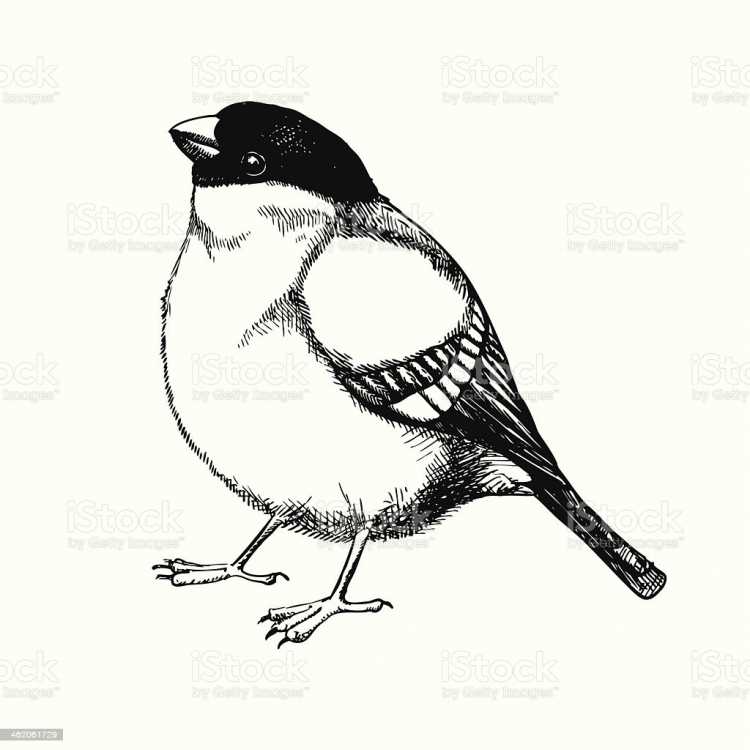 Снегирь черно белый