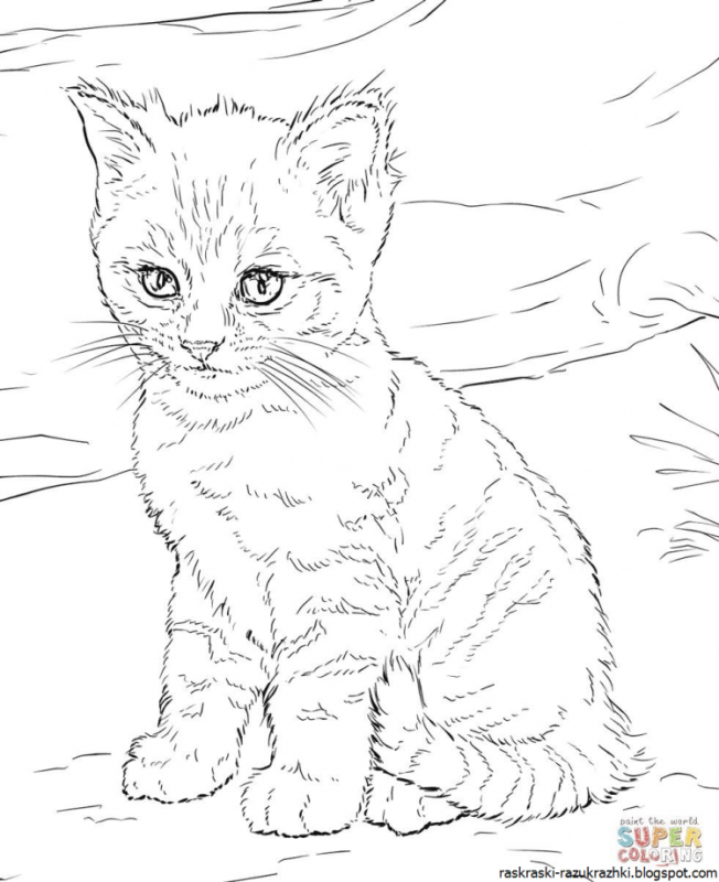 Рисунок кота для рисовки