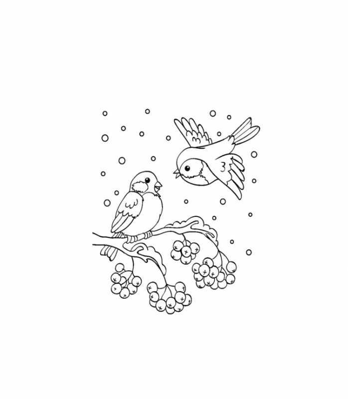 Птицы зимой раскраска для детей