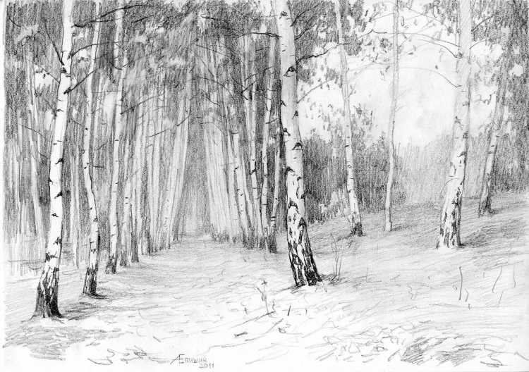 Ствол березы для детей