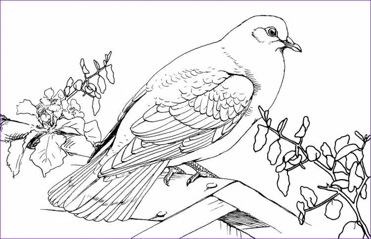Голубь с веточкой