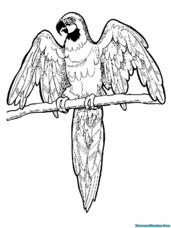 Тропические птицы раскраска