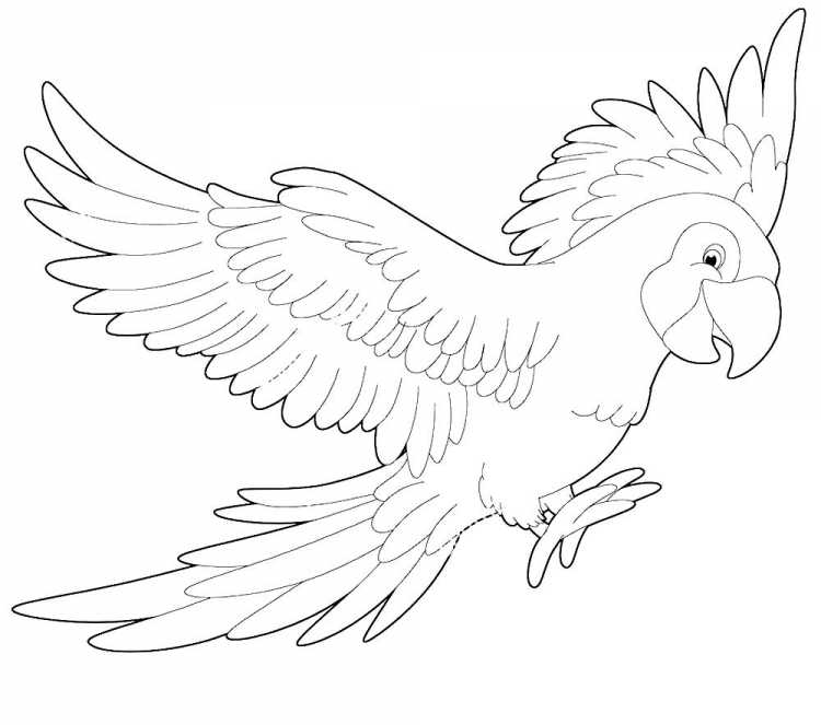 Ожереловый попугай раскраска