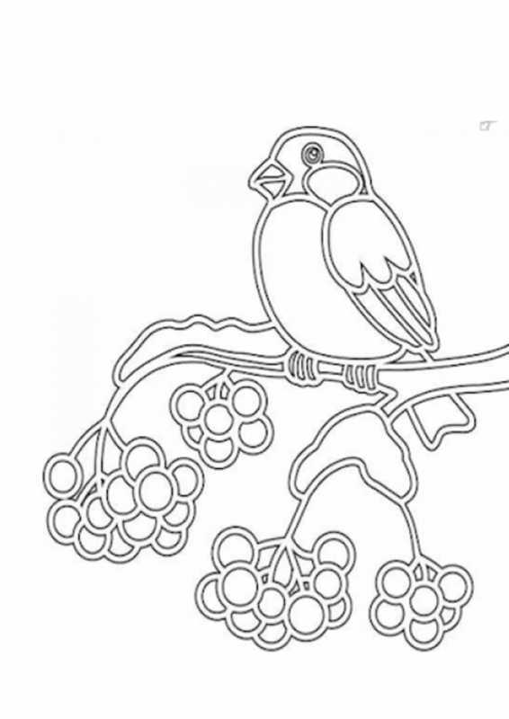 Силуэт снегиря для раскрашивания